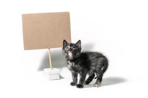 gatinho preto com placa de papelão em branco foto