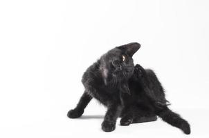 gato preto coçando a orelha em fundo branco foto