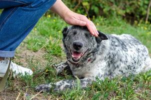 cachorro salpicado sendo animal de estimação do lado de fora foto