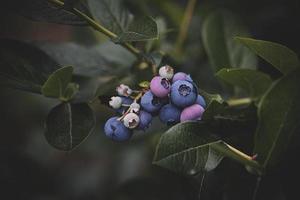 ecológico americano mirtilo em a arbusto dentro a jardim foto