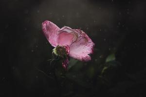 Rosa rosa velho desbotando velho com uma poucos ausência de pétalas dentro a jardim em uma verão dia foto