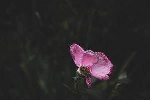 Rosa rosa velho desbotando velho com uma poucos ausência de pétalas dentro a jardim em uma verão dia foto