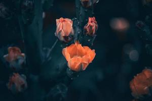 laranja espinhoso pera flor em uma cacto dentro uma jardim em uma Sombrio verde fundo foto