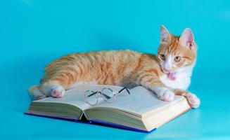 gato laranja com um livro e óculos foto