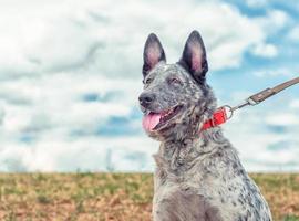 cachorro salpicado na coleira foto