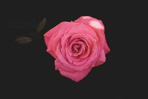 delicado Rosa rosa dentro a jardim contra uma Sombrio fundo dentro a raios do a Sol foto