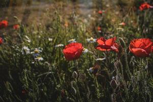 selvagem vermelho papoilas em uma Primavera Prado dentro caloroso brilho do sol foto