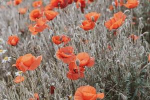 selvagem vermelho papoilas em uma Primavera Prado dentro caloroso brilho do sol foto