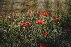 selvagem vermelho papoilas em uma Primavera Prado dentro caloroso brilho do sol foto