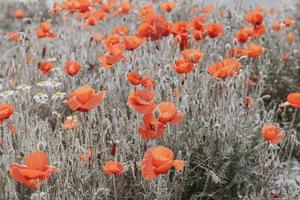 selvagem vermelho papoilas em uma Primavera Prado dentro caloroso brilho do sol foto