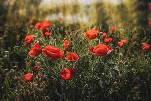 selvagem vermelho papoilas em uma Primavera Prado dentro caloroso brilho do sol foto