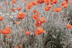 selvagem vermelho papoilas em uma Primavera Prado dentro caloroso brilho do sol foto