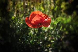 selvagem vermelho papoilas em uma Primavera Prado dentro caloroso brilho do sol foto