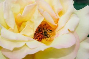 verão florido rosa em botão foto