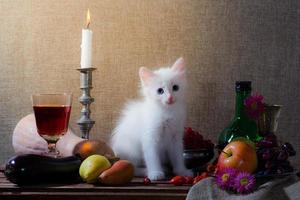 gatinho branco em cenário de natureza morta foto