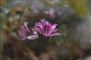 curioso floração Primavera árvore com grande flores e bokeh foto