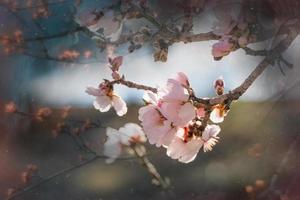 florescendo fruta árvore com branco flores em uma ensolarado Primavera dia foto