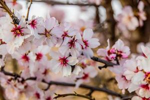 florescendo fruta árvore com branco flores em uma ensolarado Primavera dia foto