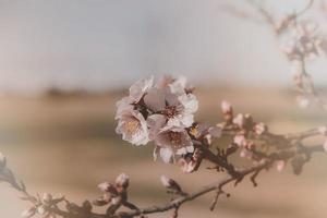 florescendo fruta árvore com branco flores em uma ensolarado Primavera dia foto