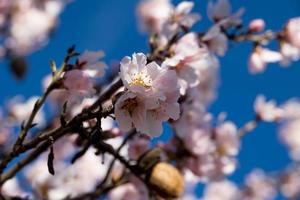 florescendo fruta árvore com branco flores em uma ensolarado Primavera dia foto