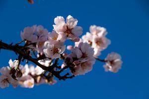 florescendo fruta árvore com branco flores em uma ensolarado Primavera dia foto