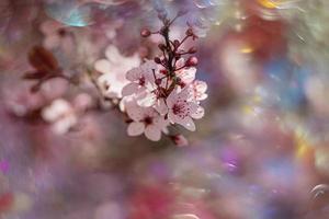 florescendo fruta árvore com branco flores em uma ensolarado Primavera dia foto