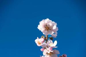 florescendo fruta árvore com branco flores em uma ensolarado Primavera dia foto