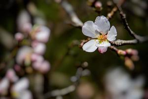 florescendo fruta árvore com branco flores em uma ensolarado Primavera dia foto