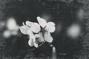 florescendo fruta árvore com branco flores em uma ensolarado Primavera dia foto