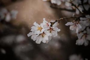 florescendo fruta árvore com branco flores em uma ensolarado Primavera dia foto