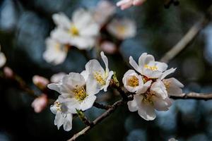 florescendo fruta árvore com branco flores em uma ensolarado Primavera dia foto