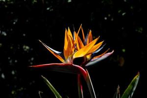 libra esterlina dentro caloroso original luz dentro a verão jardim fechar-se foto