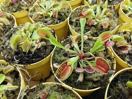 planta carnívora tropical flytrap pitcher, espécies nepenthes foto