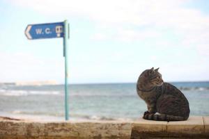 um gato perto da água azul da costa do mar foto