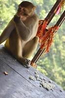 com fome ásia macaco olhando às dentro mão alguns arroz grão foto