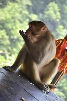 Bravo macaco comendo Comida sozinho em de madeira mesa foto