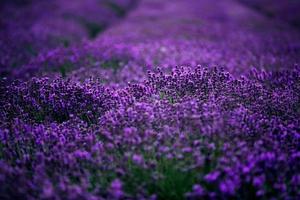 mar de flores de lavanda focado em um no primeiro plano, campo de lavanda. foto