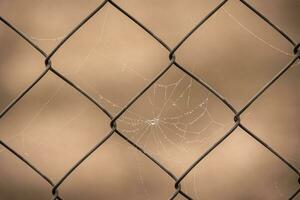 pequeno delicado água gotas em uma aranha rede dentro fechar-se em uma nebuloso dia foto