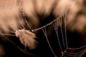 pequeno delicado água gotas em uma aranha rede dentro fechar-se em uma nebuloso dia foto