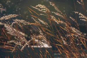 eu delicado outono gramíneas dentro caloroso brilho do sol dentro a jardim foto