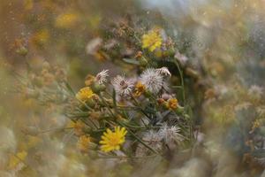 lindo pequeno delicado outono flores dentro a jardim em uma fundo com bokeh foto