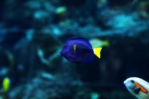 damselfish yellowtail, parasema de crisiptera. peixes populares de aquário de água salgada. foto