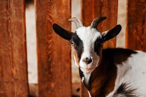 bode. retrato de uma cabra em uma fazenda na aldeia. linda cabra posando. foto