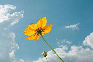 amarelo cosmos flores campo às Fora porta com azul céu ,natureza fundo. foto