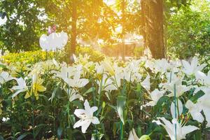 lindo branco lírio flor dentro botânico jardim floral decoração foto