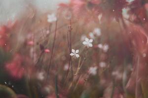 pequeno delicado outono flores dentro a jardim em uma fundo com bokeh foto