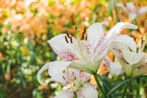 lindo branco lírio flor dentro botânico jardim floral decoração foto
