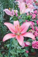 lindo Rosa lírio flor dentro botânico jardim floral decoração foto