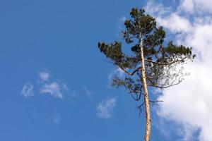 linda uma única árvore na floresta em pé alto contra o céu azul e nuvens brancas fofas, um pinheiro em um fundo de céu azul.