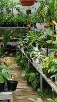 vários em vaso plantas arranjado dentro estufa. plantar amantes conceito foto